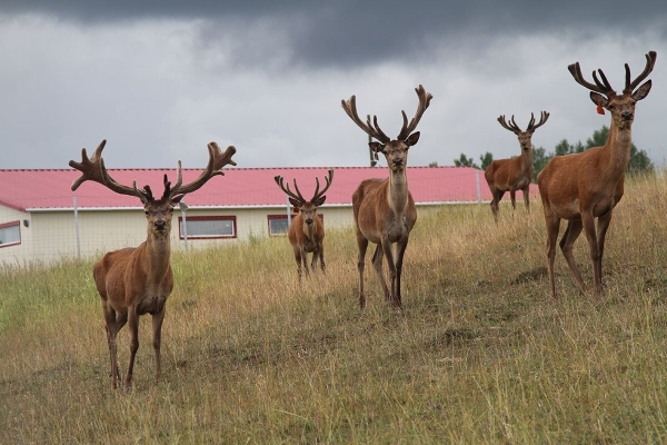 База отдыха: ЭКОМИР — фото 9